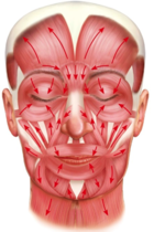 facemuscle.png