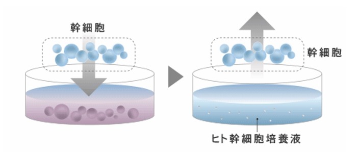 幹細胞培養上清液治療（ヒト脂肪幹細胞培養上清液）：施術メニュー：カ行｜銀座ケイスキンクリニック｜東京・銀座の美容皮膚科・美容医療・アンチ